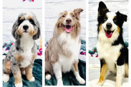 3 dogs sitting down in front of a white backdrop freshly groomed