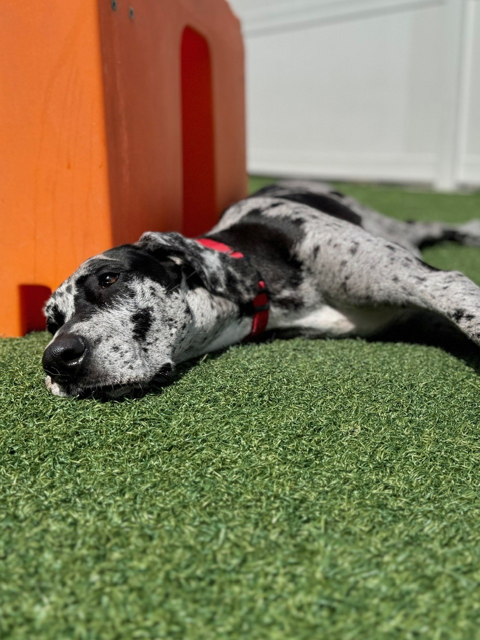 NATIONAL GREAT DANE DAY! Greensburg