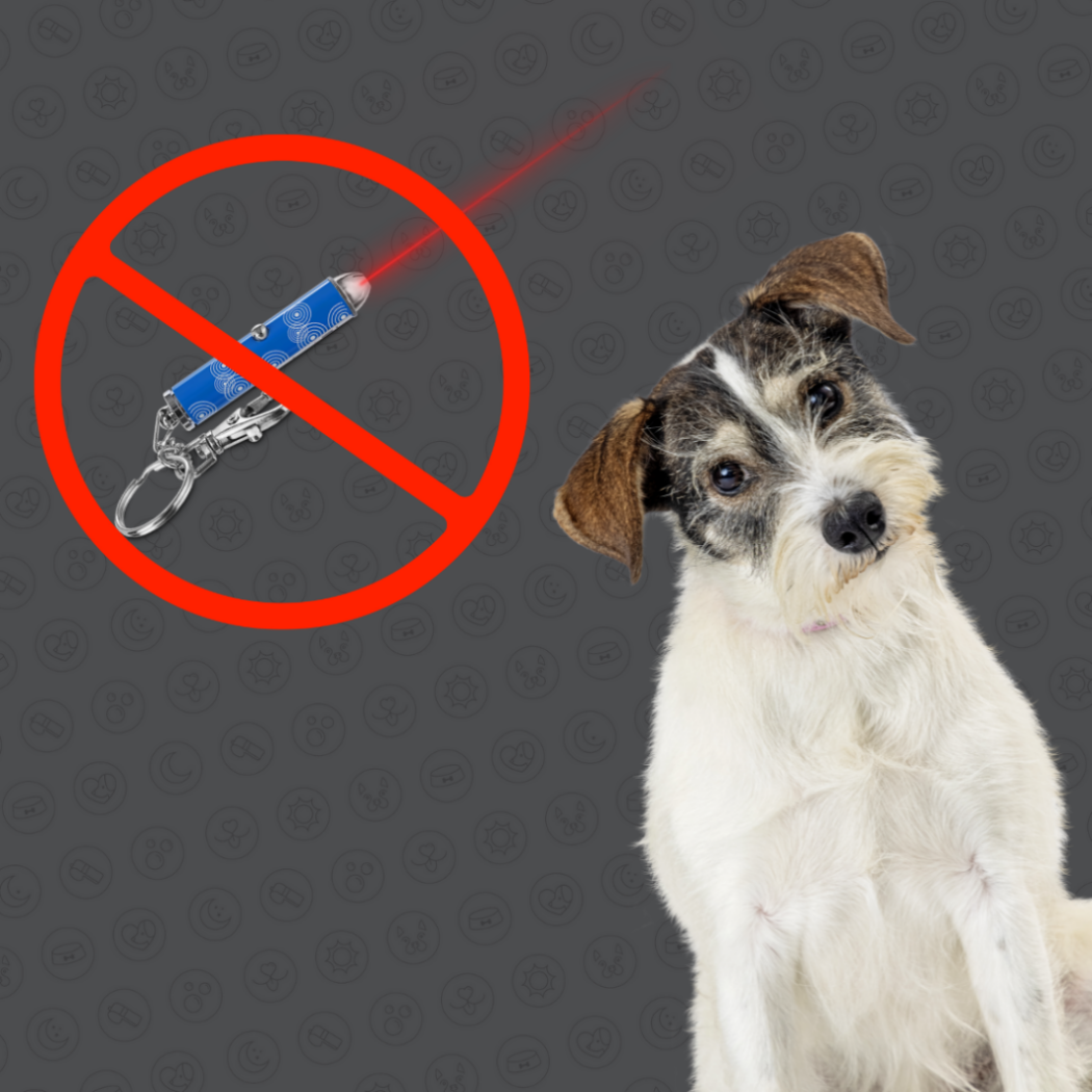 The Hidden Dangers of Laser Pointers for Dogs Why Playtime Isn’t Always Safe Easton