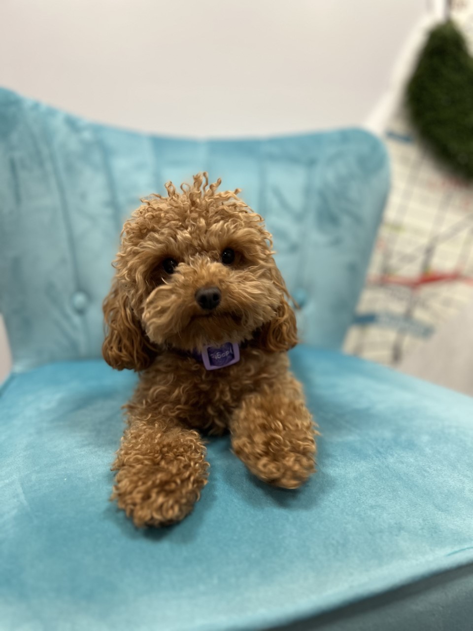Puppy Day - Long Island City