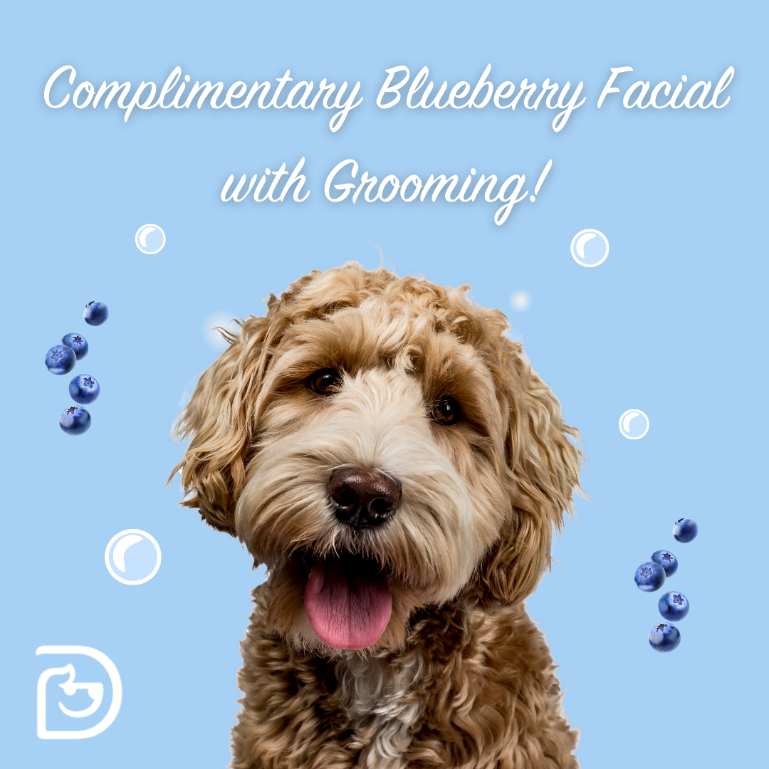Grooming Special! Woodbury