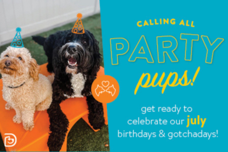 Dogs at daycare smiling wearing party hats.