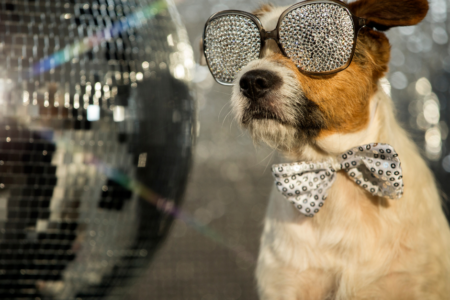 Dog at daycare wearing bling sunglasses and bow.