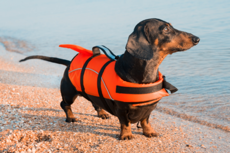 Dog in life vest on the beach.