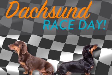 Dachsund race day at Dogtopia of Woodbury
