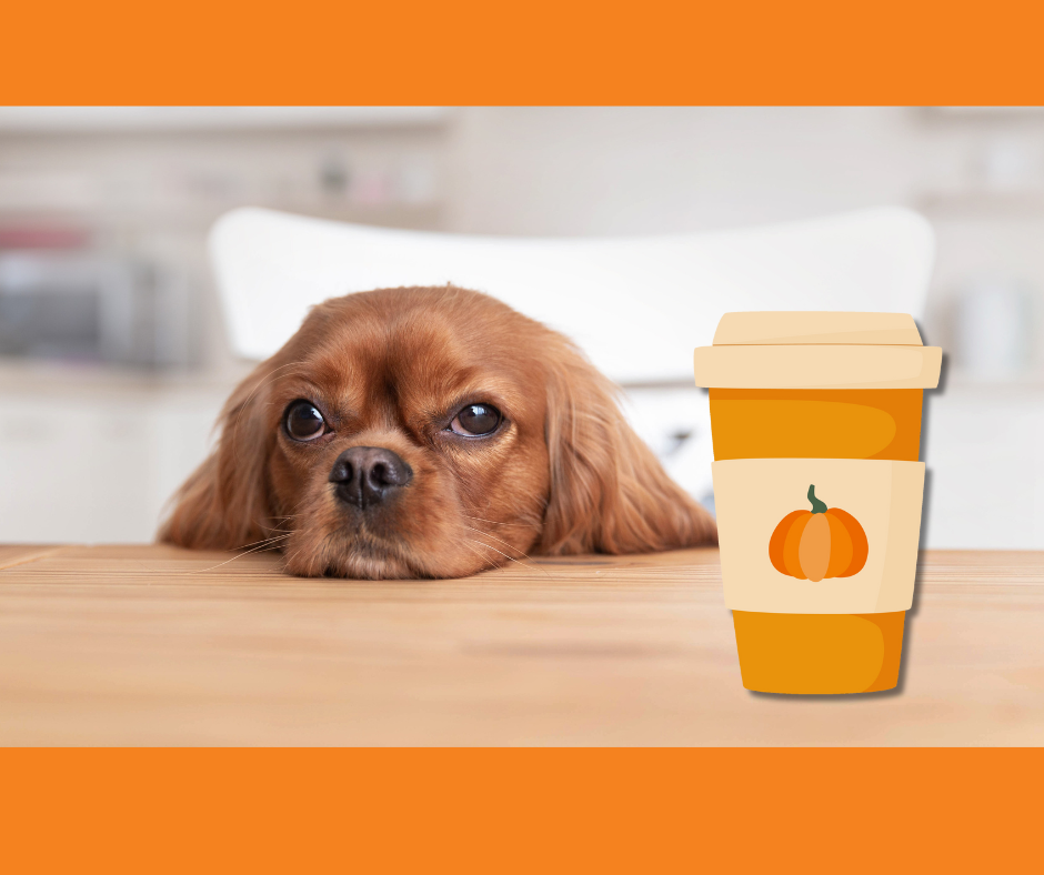 Pumpkin Spice Latte's! Woodbury