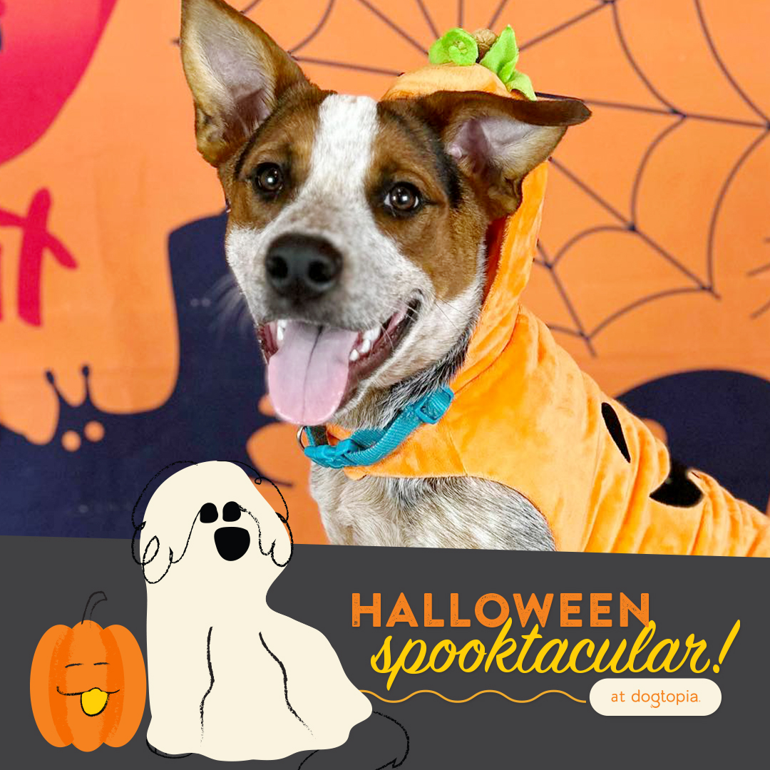 Halloween Photo Party BeardenKnoxville