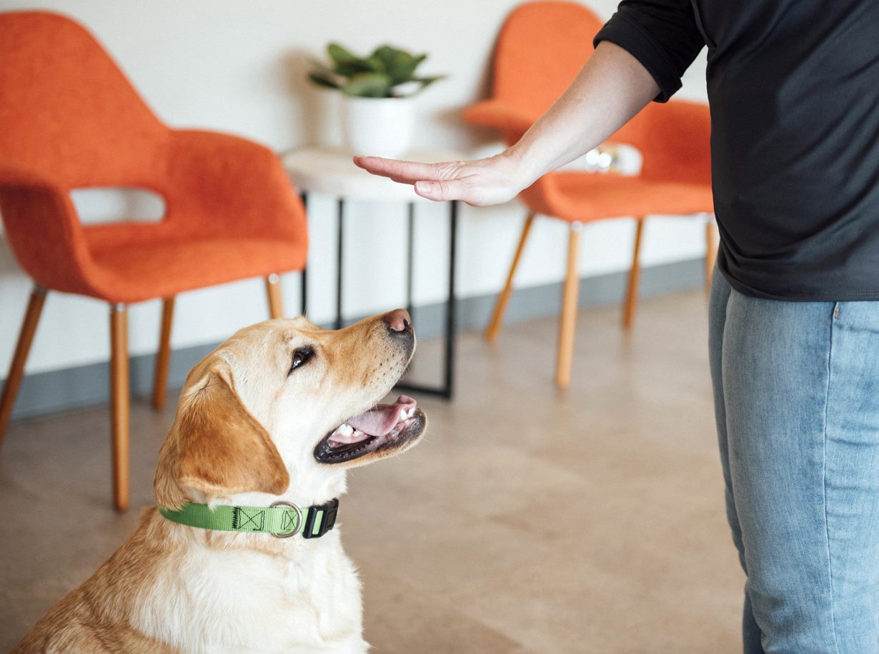Basic Obedience Group Class BoiseGreenbelt
