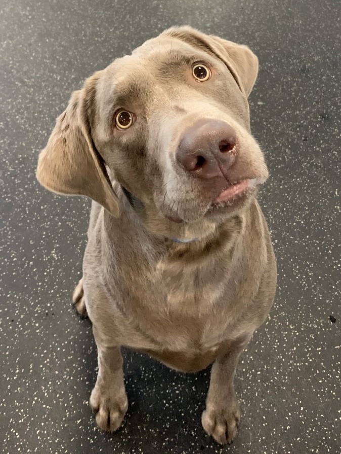 Basic Obedience Class BoiseGreenbelt