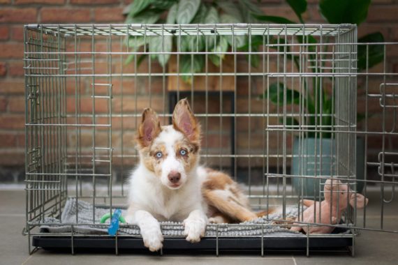 Dog Training Toy I Puppy Training Aid I Crate Training Aids Puppi