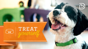 treat yourself dog