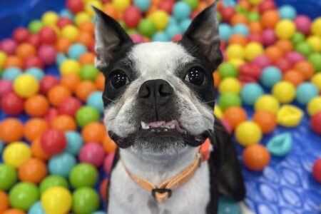 long term puppy boarding