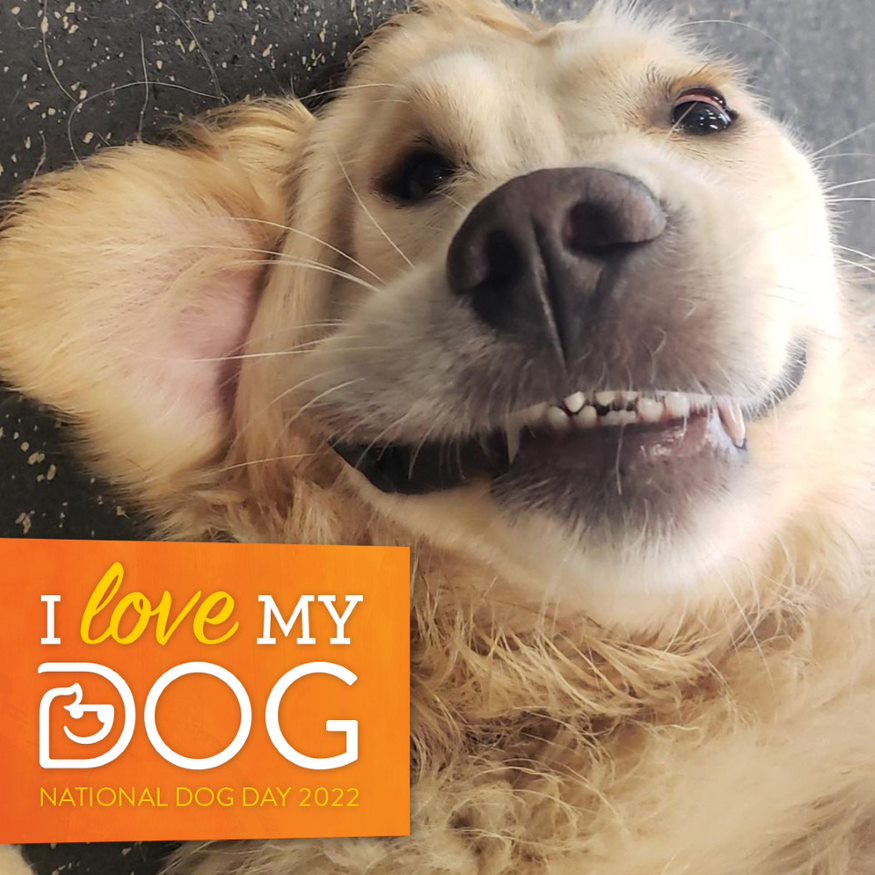 National Dog Day Golden Valley