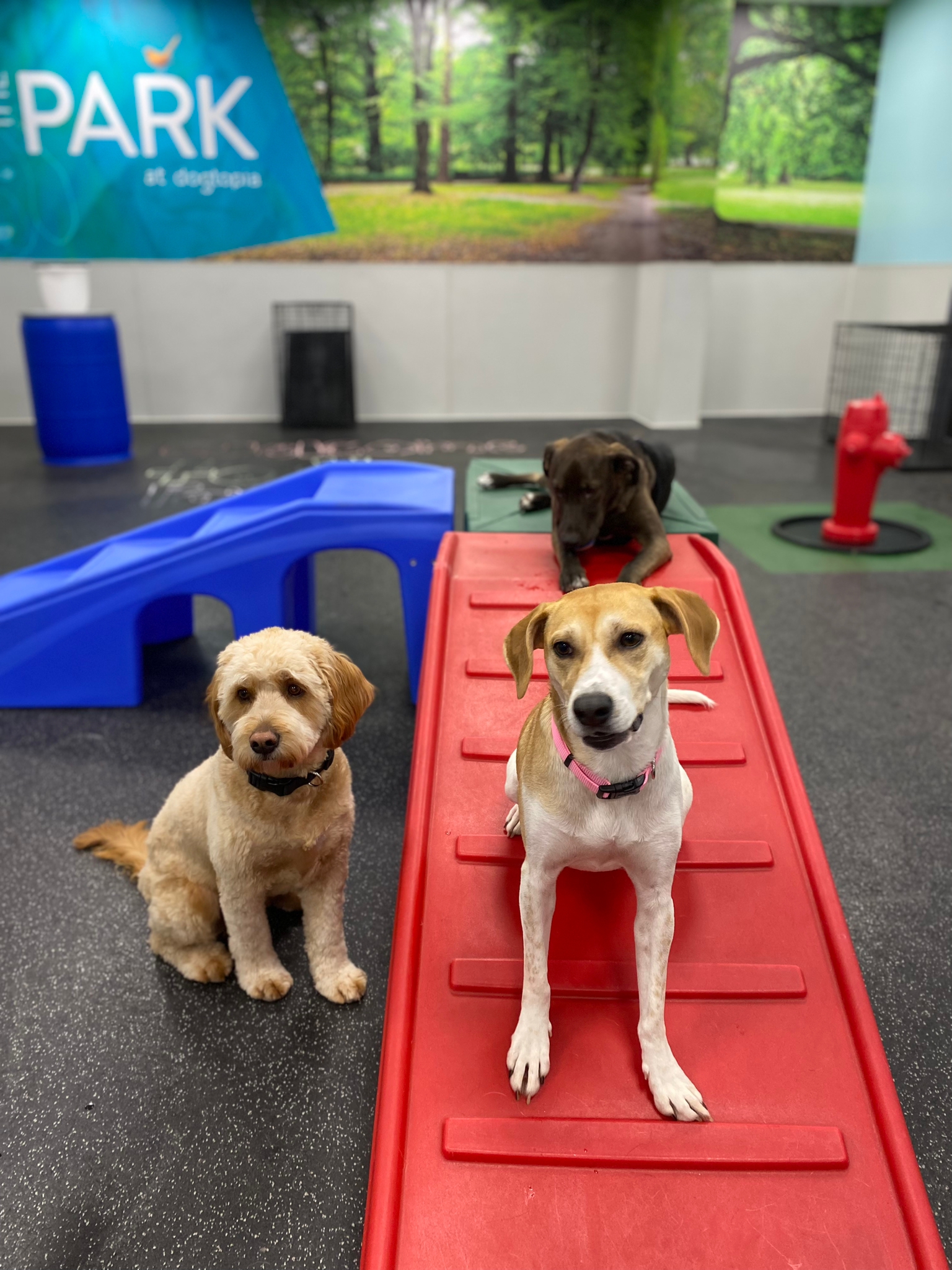 Agility Day! Royal Windsor