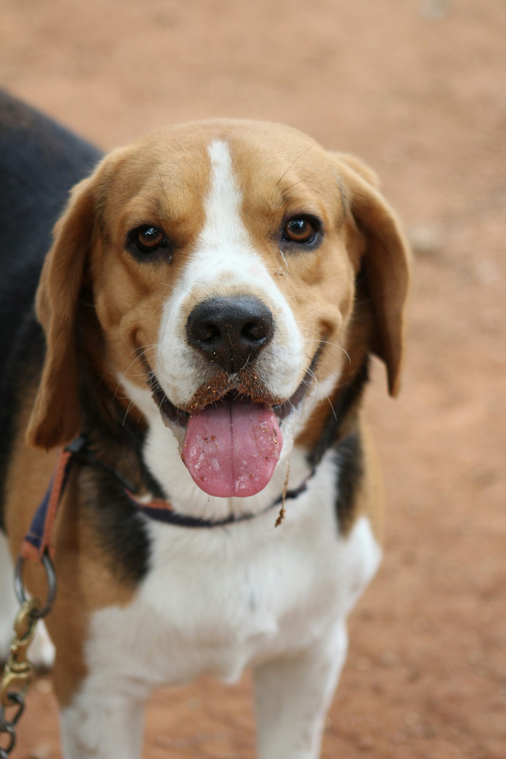 Hug your Hound Day - East Pasadena