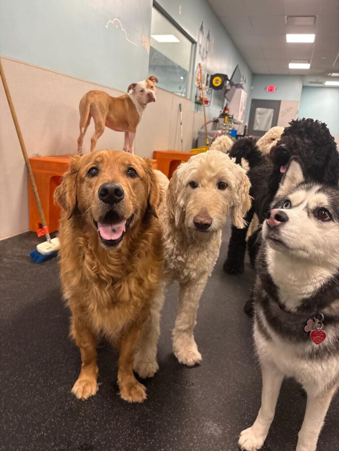 dogtopia dog daycare and baording