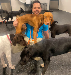 Owner in daycare playroom with dogs