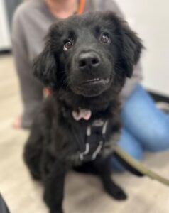 dog from google review