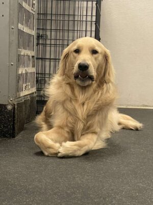 how to leave puppy alone 8 hours