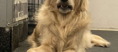 how to leave puppy alone 8 hours