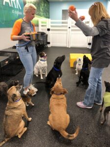 Dog Day Care employees teaching dogs obedience in playroom 