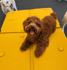 puppy_in_daycare_playroom_dogtopia_of_Rock_Hill_2