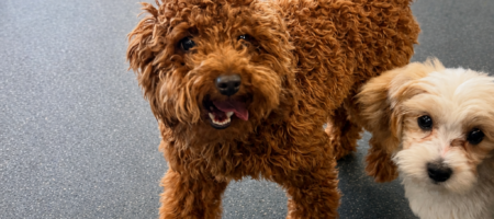 puppy_in_daycare_playroom_dogtopia_of_Rock_Hill
