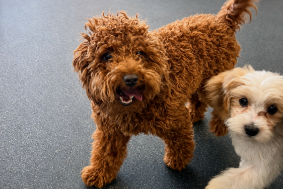 puppy_in_daycare_playroom_dogtopia_of_Rock_Hill
