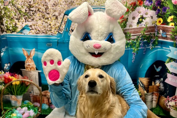 A golden lab with the Easter Bunny