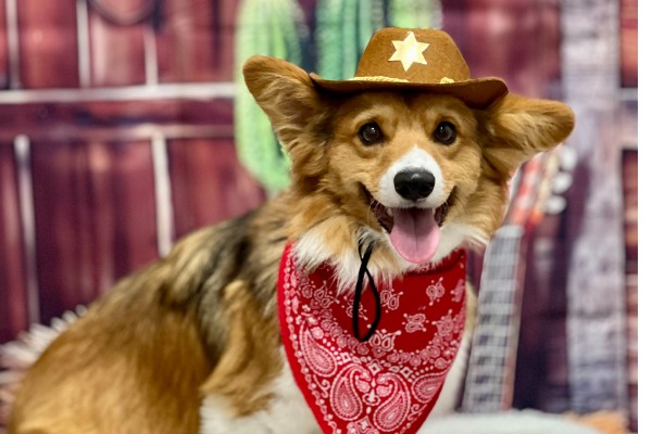 Winston dress like a cowboy