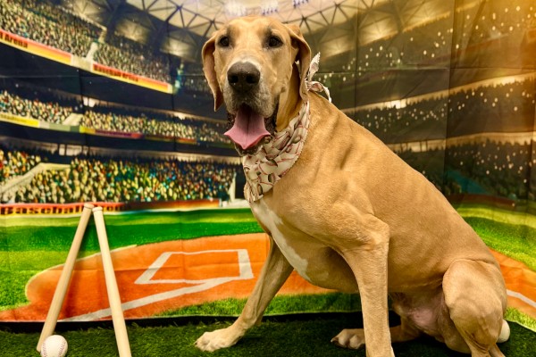 A large brown dog in a baseball-themed photo shoot