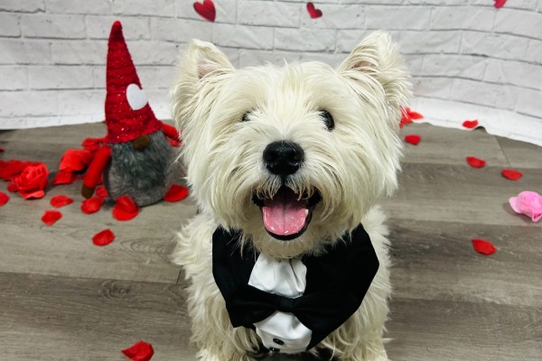 A white dog with a Valentine's Day backdrop