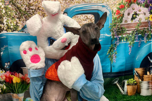 a black dog with the Easter Bunny