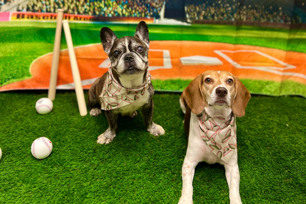 Two dogs at a baseball-themed photoshoot