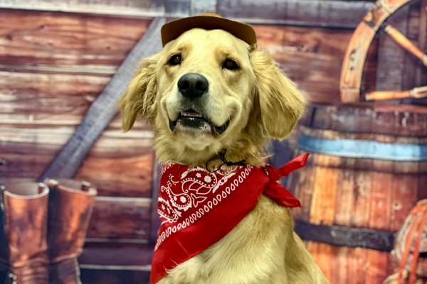 a golden lab wearing a cowboy hat and bandana