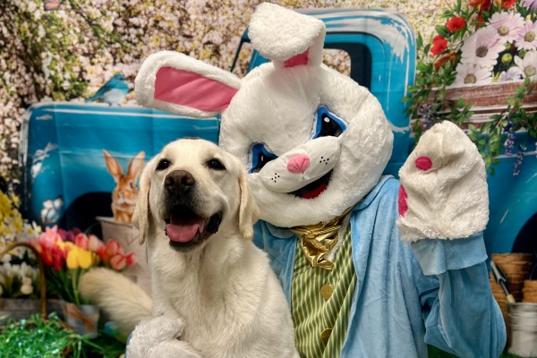 A white lab with the Easter Bunny