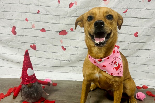 A brown dog dressed up for Valentine's Day