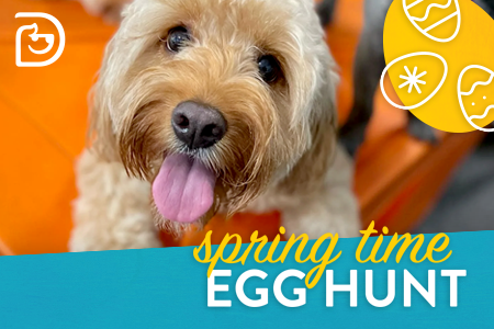 Dogtopia of Towson - Egg Hunt