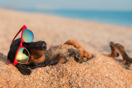 Dogtopia of Towson End of Summer Beach Party