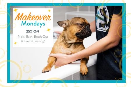 Dogtopia of Towson Makeover Mondays offer 25% off dog spa services