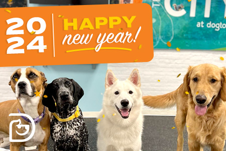 Dogtopia of Towson dog daycare and boarding hosts New Year's Photo Shoot