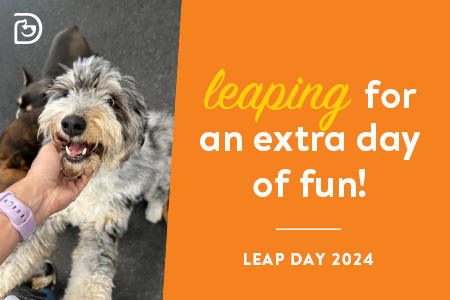 Award-winning dog daycare and boarding in Towson near you celebrates Leap Day with discounts on extra day of play