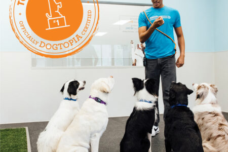 Dogtopia an award winning dog daycare and boarding in Towson offers training Tuesdays in playrooms