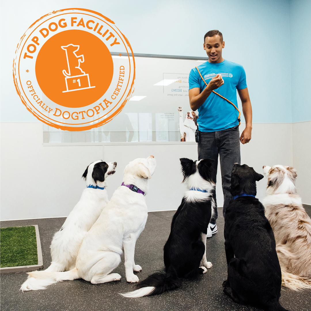 🐾 **Join the Fun at Training Tuesdays at Dogtopia of Towson!** 🐾 Towson