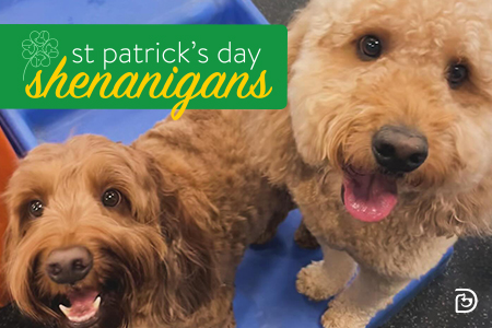 Dogtopia Towson dog daycare and boarding St. Patrick's Day Celebration
