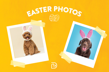 Easter Bunny photos at Dogtopia of Towson