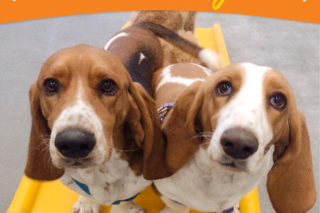 Dogtopia of Towson celebrates National Siblings Day