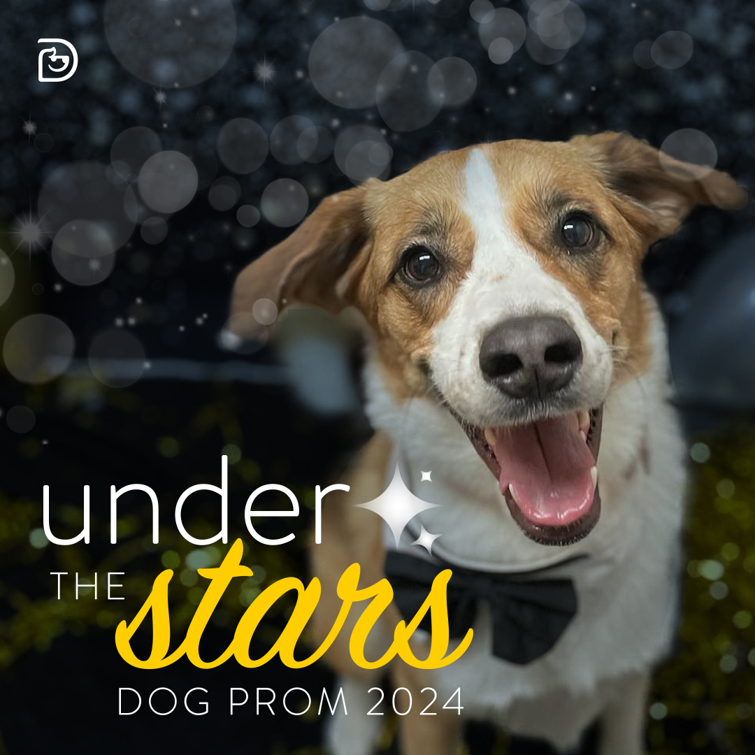 Save the Date: Dogtopia of Towson's Second Annual Dog Prom! - Towson