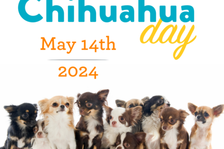 Dogtopia of Towson celebrates National Chihuahua Day