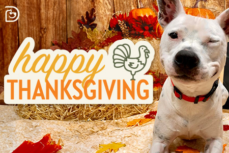Dogtopia of Towson celebrates Thanksgiving